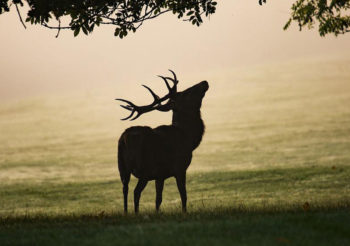 Major Dutch national park picks Ticketcounter