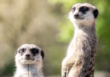 Northumberland Zoo utilises N-gage tech to boost visitor experience